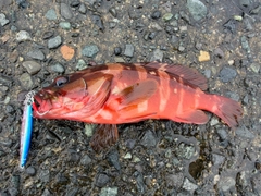 アカハタの釣果