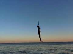 エソの釣果