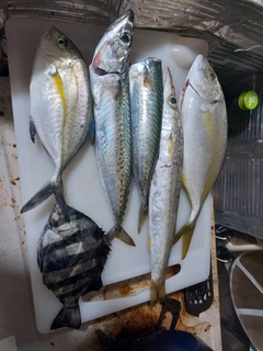 スマガツオの釣果