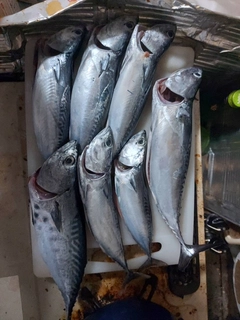 カツオの釣果