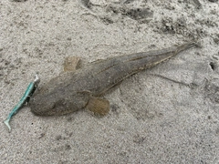 マゴチの釣果
