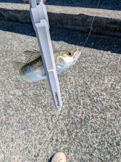 セイゴ（マルスズキ）の釣果