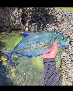 カスミアジの釣果
