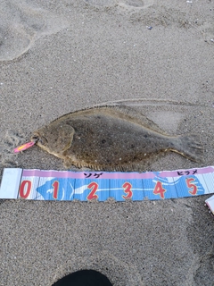 ヒラメの釣果