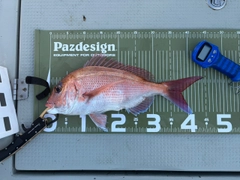 マダイの釣果
