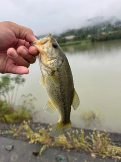 ラージマウスバスの釣果