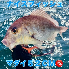 マダイの釣果