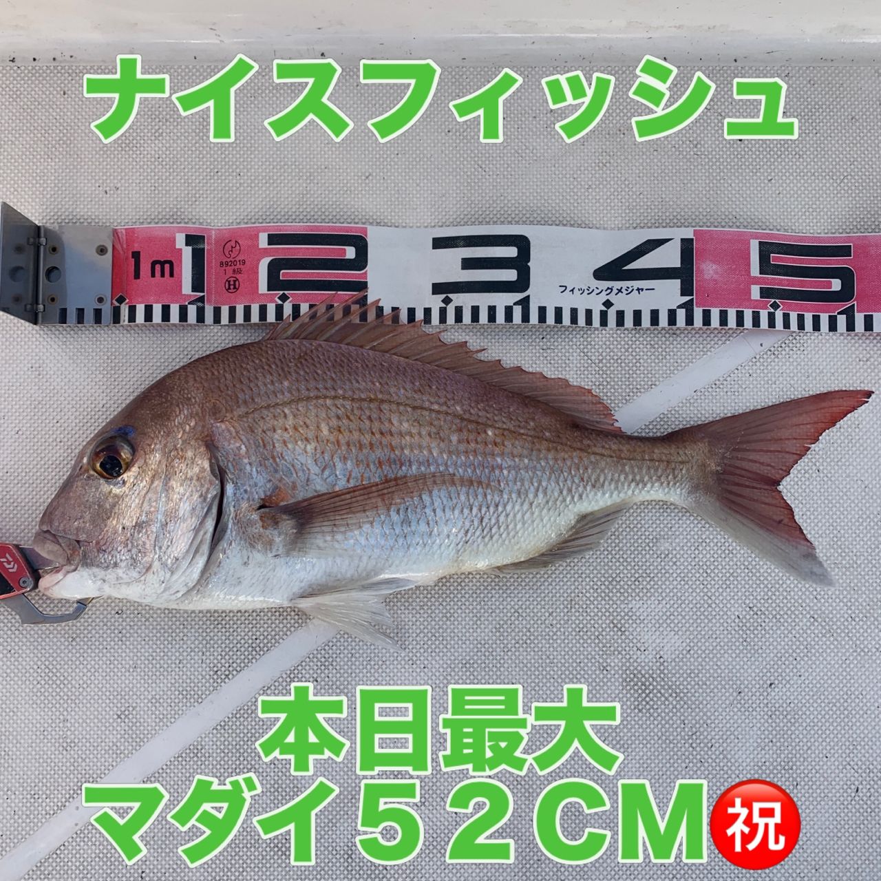 風早ファミリーフィッシング さんの 2026年09月30日のマダイの釣り