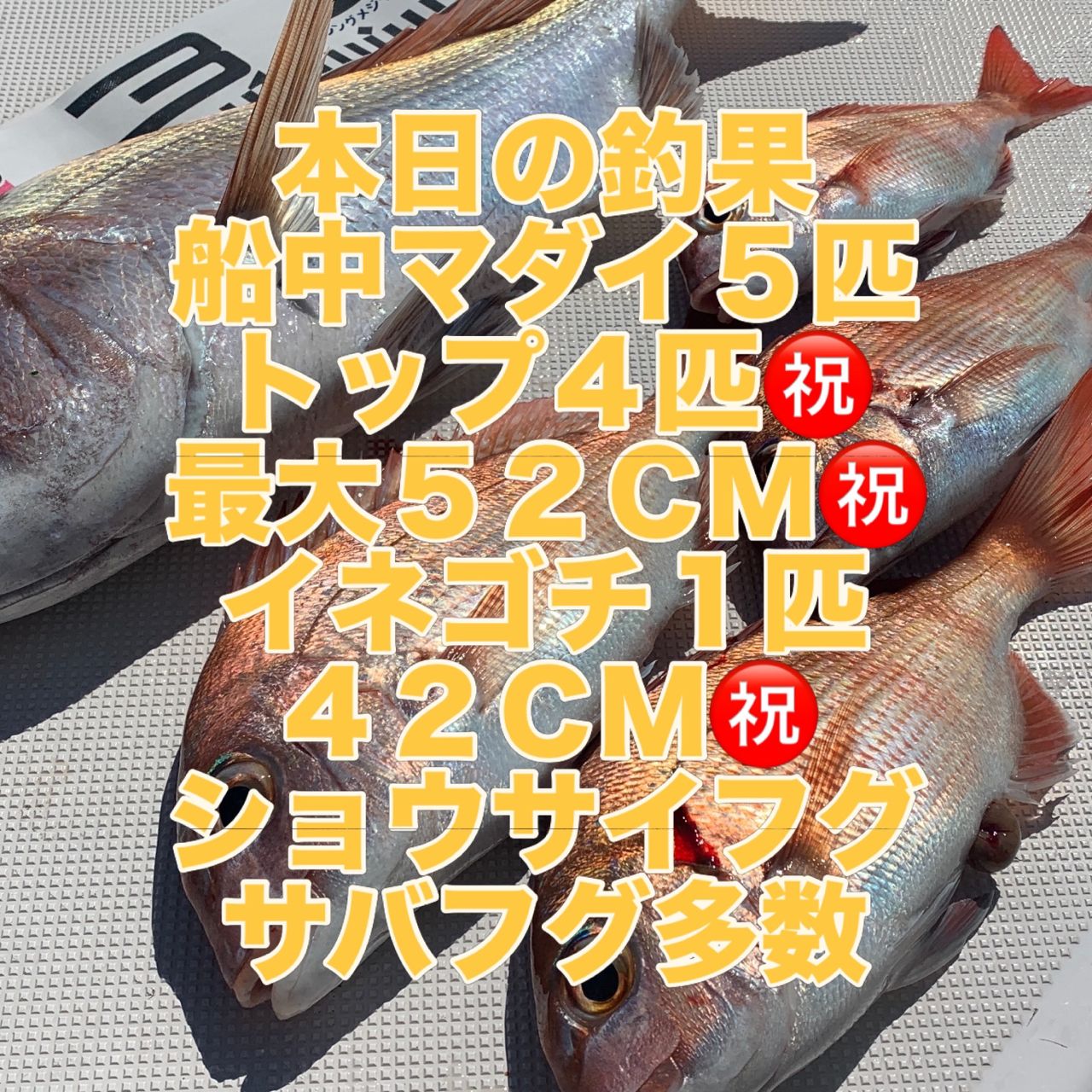 風早ファミリーフィッシング さんの 2026年09月30日のマダイの釣り