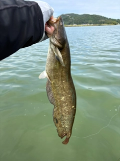 ナマズの釣果