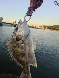 キビレの釣果