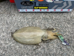 カミナリイカの釣果
