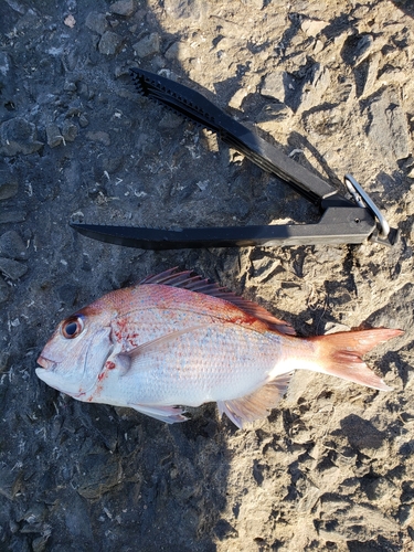 マダイの釣果