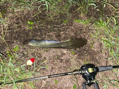 マナマズの釣果