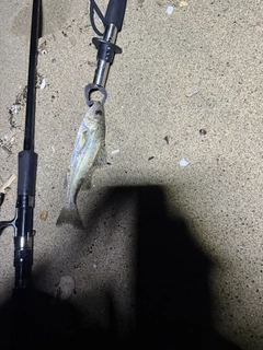 セイゴ（マルスズキ）の釣果