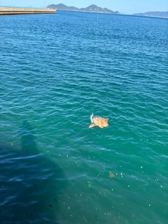 アラカブの釣果