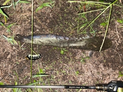 マナマズの釣果