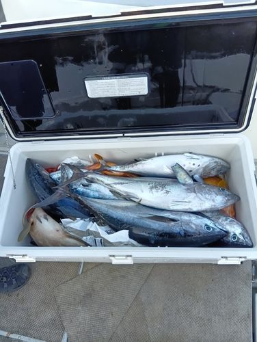 釣果一覧】海外で釣れたマグロ - アングラーズ | 釣果600万件の魚釣り