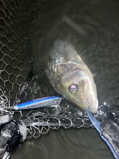 フッコ（マルスズキ）の釣果