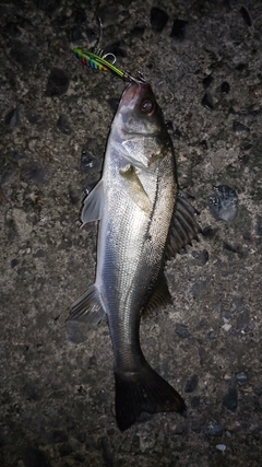 シーバスの釣果