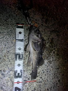 クロソイの釣果