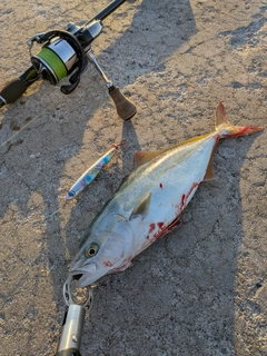 イナダの釣果