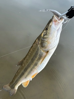 ウケクチウグイの釣果