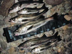 シーバスの釣果