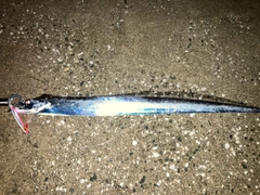 タチウオの釣果