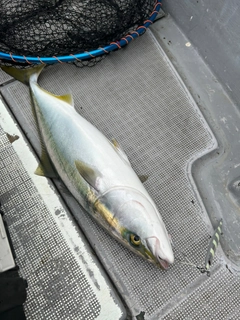 メジロの釣果