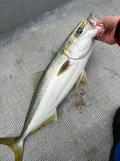 メジロの釣果