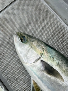 メジロの釣果