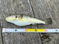 ショウサイフグの釣果