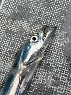 メジロの釣果