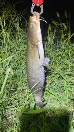 ナマズの釣果