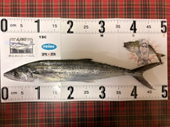 サゴシの釣果