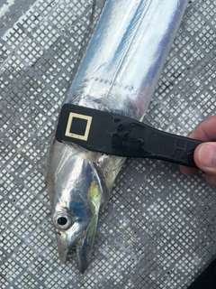 タチウオの釣果