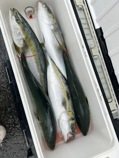 メジロの釣果