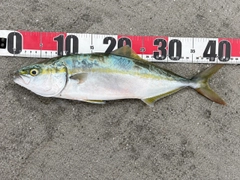 イナダの釣果
