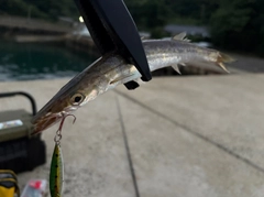 カマスの釣果