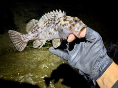 オウゴンムラソイの釣果