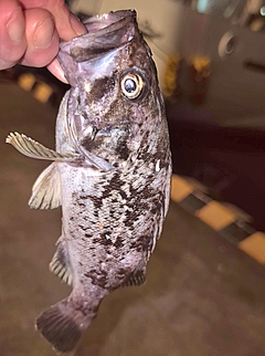 クロソイの釣果