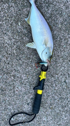 ショゴの釣果