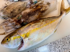 ネリゴの釣果