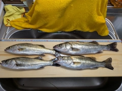 シーバスの釣果