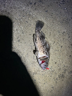 クロソイの釣果