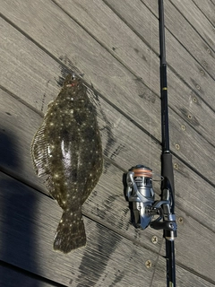 ヒラメの釣果