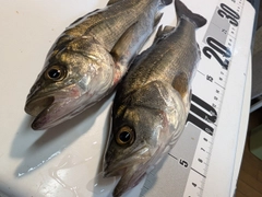 セイゴ（マルスズキ）の釣果