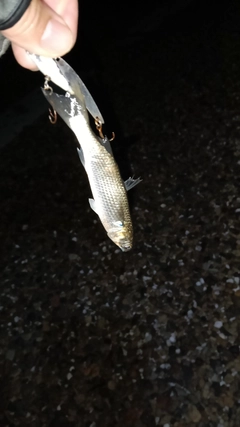 ボラの釣果