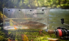 ヤマメの釣果